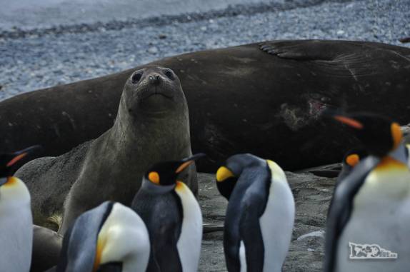 Pinguins e elefantes-marinho em praia de Salisbury Plain, na Geórgia do Sul